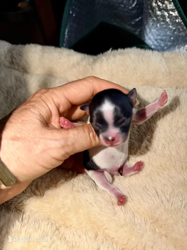 Orion – Papillon, Pomeranian puppy for sale in Sebring, FL