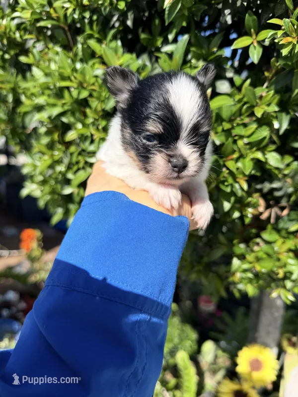 Orion – Papillon, Pomeranian puppy for sale in Sebring, FL