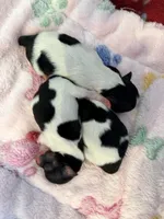 Max, a male Papillon and Pomeranian for sale in Sebring, FL – Photo 3 of 3