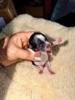 Max, a male Papillon and Pomeranian for sale in Sebring, FL – Photo 1 of 3