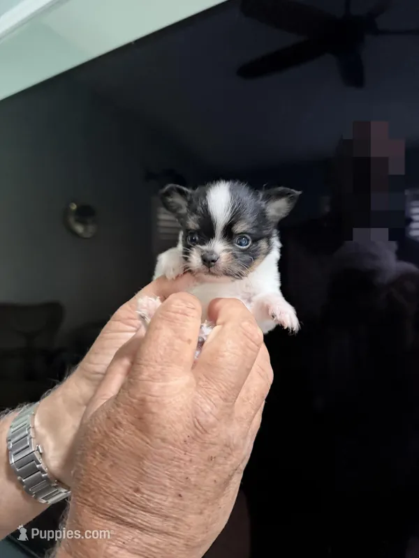 Orion – Papillon, Pomeranian puppy for sale in Sebring, FL