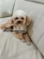 Lexi - blue eye, a female Maltipoo and Pomapoo for sale in Sebring, FL – Photo 5 of 5