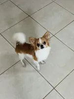 MINI, a female Maltipoo and Papillon for sale in Sebring, FL – Photo 4 of 4