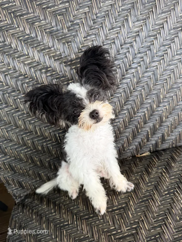 Mini  - Tcup - trained – Papillon puppy for sale in Sebring, FL