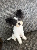 Mini  - Tcup - trained, a female Papillon for sale in Sebring, FL – 1 of 5