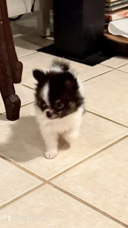 Tcup-Saylee – Papillon, Pomeranian puppy for sale in Sebring, FL