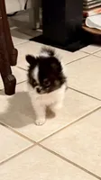 Tcup-Saylee, a female Papillon and Pomeranian for sale in Sebring, FL – 2 of 6