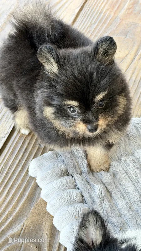 Tubby  – Pomapoo, Pomeranian puppy for sale in Sebring, FL