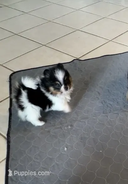 Evie  – Pomeranian puppy for sale in Sebring, FL