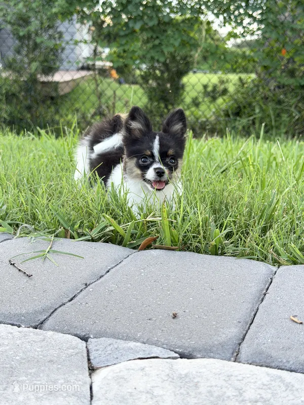 Tcup- (basic trained) – Papillon, Pomeranian puppy for sale in Sebring, FL