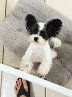 Mini  - Tcup (house trained), a female Papillon for sale in Sebring, FL – 3 of 7