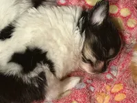 Tcup-Orion, a male Papillon and Pomeranian for sale in Sebring, FL – 4 of 4