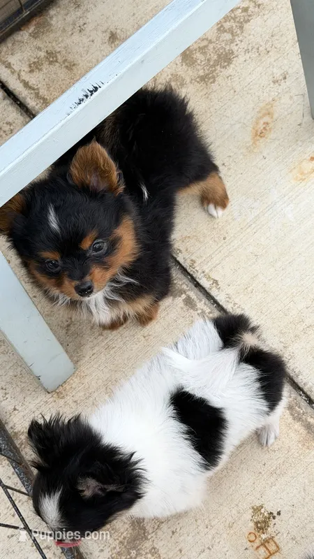 Max – Pomapoo, Pomeranian puppy for sale in Sebring, FL