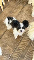 Mini  - Tcup (house trained), a female Maltipoo and Papillon for sale in Sebring, FL – 2 of 2