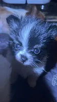Tcup-Saylee, a female Papillon and Pomeranian for sale in Sebring, FL – 1 of 5
