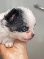 Tcup boy., a male Papillon and Pomeranian for sale in Sebring, FL – Photo 4 of 5