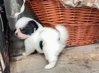 Tcup boy., a male Papillon and Pomeranian for sale in Sebring, FL – Photo 1 of 5