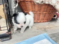 Tcup boy., a male Papillon and Pomeranian for sale in Sebring, FL – Photo 5 of 5
