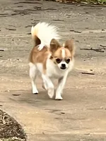 Tcup boy., a male Papillon and Pomeranian for sale in Sebring, FL – Photo 2 of 5