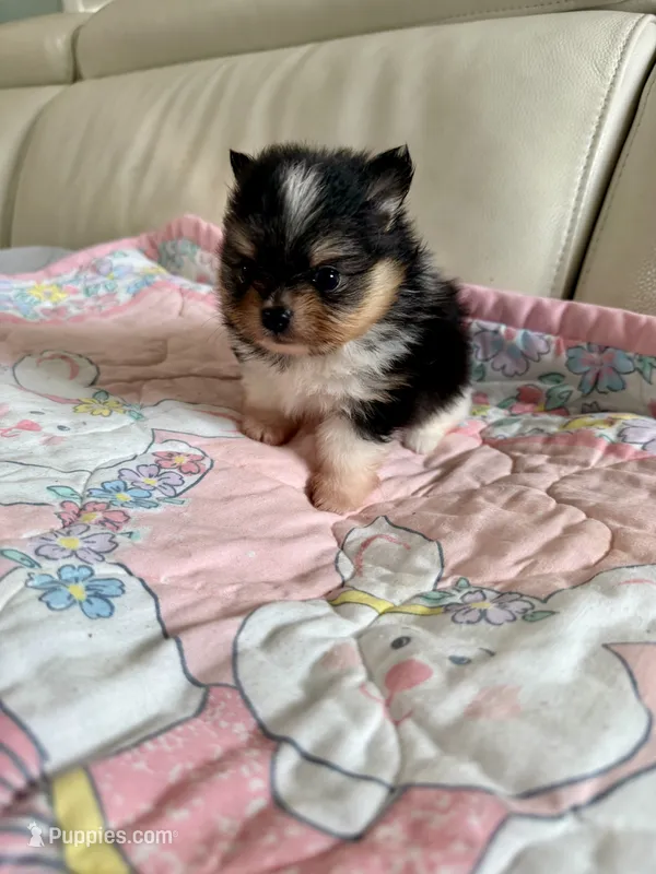 Ari – Pomeranian puppy for sale in Sebring, FL