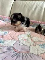 Ari, a female Pomeranian for sale in Sebring, FL – 7 of 7