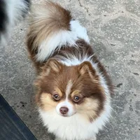 Jolie, a female Pomeranian for sale in Sebring, FL – Photo 3 of 3