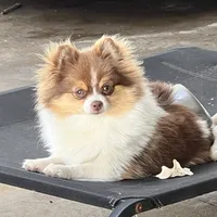 Jolie, a female Pomeranian for sale in Sebring, FL – Photo 1 of 3