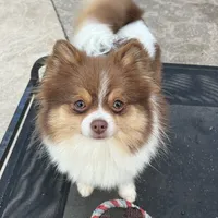 Jolie, a female Pomeranian for sale in Sebring, FL – Photo 2 of 3