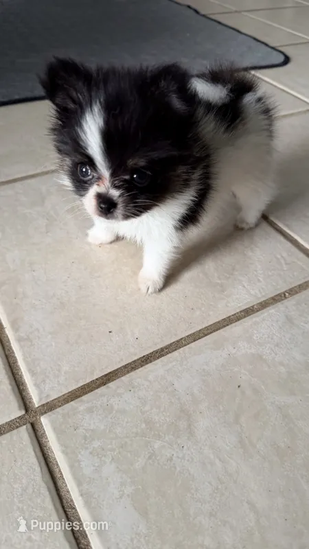 Tcup-Saylee – Papillon, Pomeranian puppy for sale in Sebring, FL