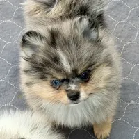 Uno, a male Pomeranian for sale in Sebring, FL – Photo 5 of 5