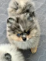 Uno, a male Pomeranian for sale in Sebring, FL – Photo 5 of 5