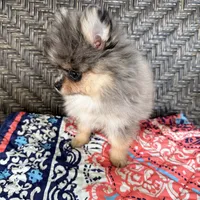 Uno, a male Pomeranian for sale in Sebring, FL – Photo 2 of 5