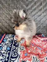 Uno, a male Pomeranian for sale in Sebring, FL – Photo 2 of 5