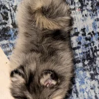 Uno, a male Pomeranian for sale in Sebring, FL – Photo 4 of 5