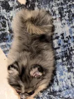 Uno, a male Pomeranian for sale in Sebring, FL – Photo 4 of 5