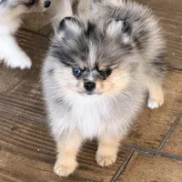 Uno, a male Pomeranian for sale in Sebring, FL – Photo 1 of 5