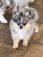 Uno, a male Pomeranian for sale in Sebring, FL – Photo 1 of 5