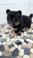 Tessa, a female Pomapoo and Pomeranian for sale in Sebring, FL – 3 of 4
