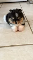 Ari, a female Pomeranian for sale in Sebring, FL – 5 of 7