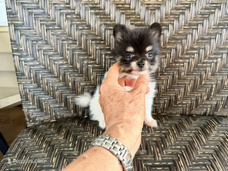  Tcup-Gladly  – Papillon, Pomeranian puppy for sale in Sebring, FL