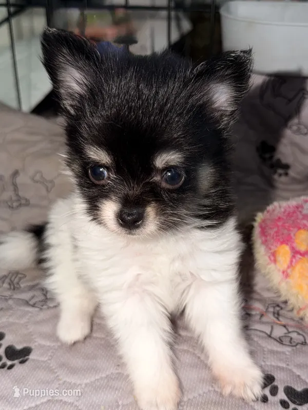  Tcup-Gladly  – Papillon, Pomeranian puppy for sale in Sebring, FL