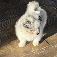 Greta, a female Pomeranian and Toy Australian Shepherd for sale in Sebring, FL – Photo 4 of 7