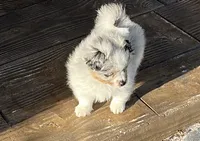 Greta, a female Pomeranian and Toy Australian Shepherd for sale in Sebring, FL – Photo 4 of 7