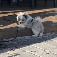 Greta, a female Pomeranian and Toy Australian Shepherd for sale in Sebring, FL – Photo 1 of 7