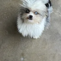 Greta, a female Pomeranian and Toy Australian Shepherd for sale in Sebring, FL – Photo 6 of 7
