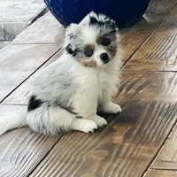Greta, a female Pomeranian and Toy Australian Shepherd for sale in Sebring, FL – Photo 3 of 7