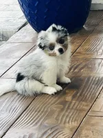 Greta, a female Pomeranian and Toy Australian Shepherd for sale in Sebring, FL – Photo 3 of 7