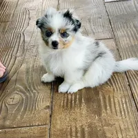 Greta, a female Pomeranian and Toy Australian Shepherd for sale in Sebring, FL – Photo 5 of 7