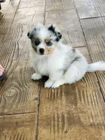 Greta, a female Pomeranian and Toy Australian Shepherd for sale in Sebring, FL – Photo 5 of 7