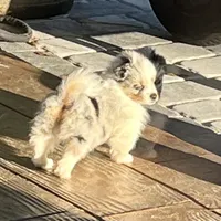 Greta, a female Pomeranian and Toy Australian Shepherd for sale in Sebring, FL – Photo 2 of 7